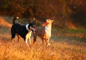 0a1e40efa89f3b86bb7a299b0ced5566