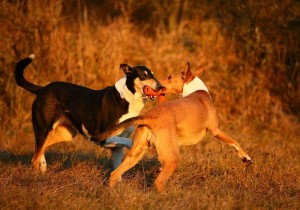 105e12ab696387c279e684c16f6e264f 