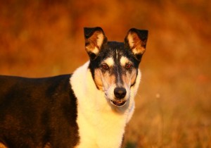 40b10f2e7b1a7fa81c036af95dff86ff