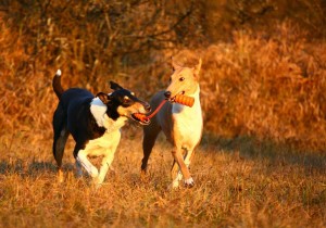 68447b8f4fe78b9c22e857fe7004b4dd 