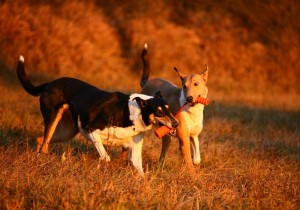 6d2d4797cff8bb0f1eabd6e5e6ec3e29