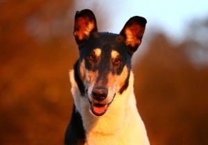 842d307efd5ff388fef5eff30e3df52d 