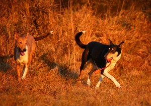 90480533a4712bdba3f6c73e45e8be1c 