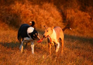 9494df174f0842ce46c22ebaa62565f9 