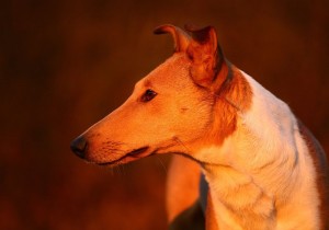 95d988aa6229088ee39a87313858ffb5