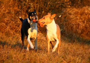 97ac45d773e4d1436a3627e807024dd1 