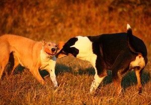 a00bd70d1b509e8ef89a536ff983af4c 