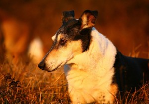 bdf0dc09493633f4c9078b4c10875064 