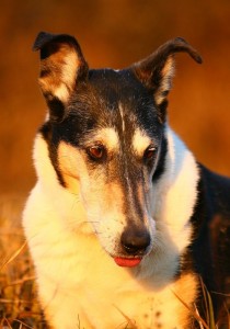 c21130f7ef0550c29870c27883396244 