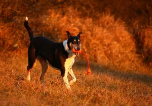 c72fb970221d2c5a39375971f5498e09 