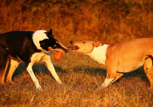 d0c48ebabe9590160c3c73666b53878f 