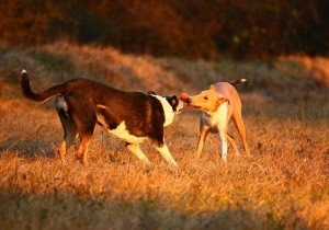 eb38f99882f7ef9e7a1e0e6986eba144 