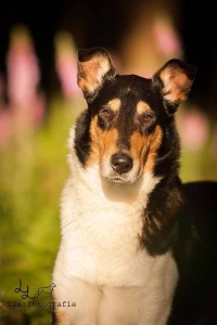 017bf1977eb63a5f2494aeb361f091ba