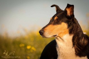 14885d8ab52fa3392d306ac8ef508297