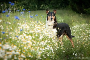 336ea210bd705d4926cff74ea333b918