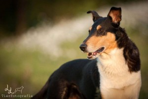 342cabdbdb3e97c1ab7eb9aa6cae2761