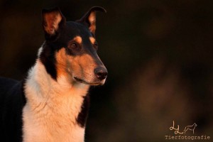 41ffe3bb2a0864317a21a7c24d13c08a