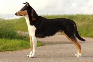 51c3ba0855976f67f5f207e01b4be374