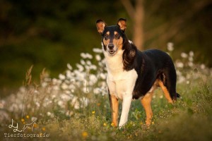 74018f78c6f3778f9fc65e5ef642d218