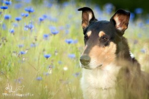 743b83638c0de9358cf01db4d82904dd