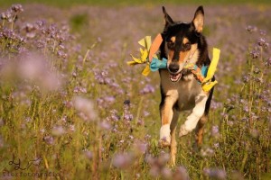 7cf198f5a37a3ca1da3677d4733ba00d