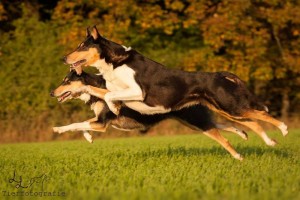 85395716fb8d765b898bfb35a64018bc