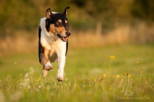 8a617071f7904e608b00429333097281