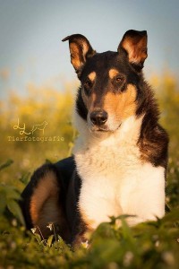 94e8d13ffc7b30ee9667f0f2a6a1d0aa