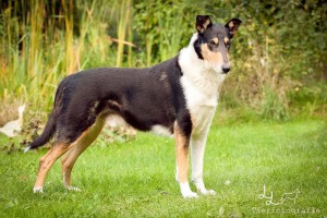 c2c4f064fd82aa9b4386cf052d49ae1e