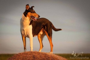 ca137ceb677d3c49f2a1fc503a77008d