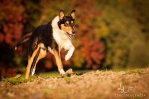 d4d64ce8b9b8fbf03d04fc85d48a21d1