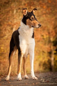 e17fc47dc6289904ce6b403339b0bdcf