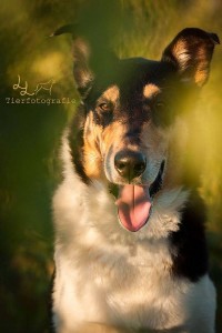 edb51c6d5f6481e41791b80311f562fd