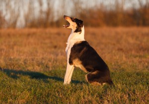 lightroom_2_2-9364p_1000 