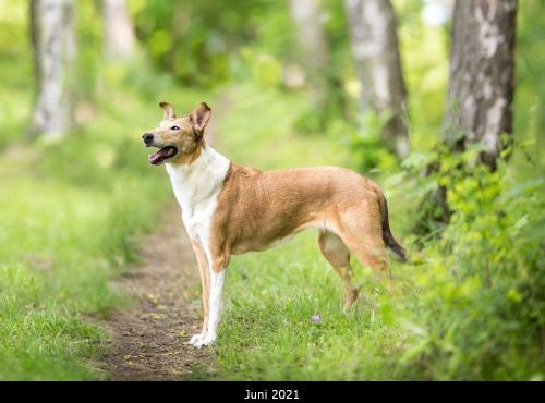 00 lessie-0890pp 1000 6 21