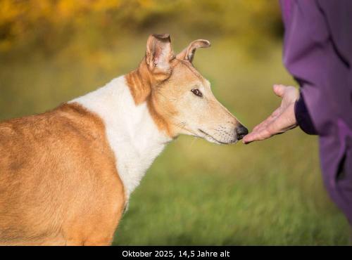 00 v-4577vppv 1000 10 25