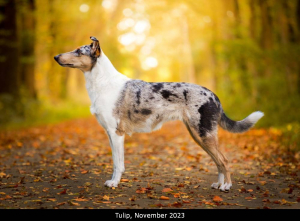 00_-7721-2p_1000nov23                            