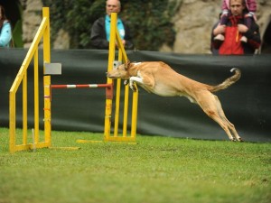 e644dd8d24b861de0d71a2de88ff6eae