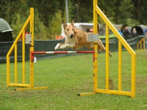 e8cfc4632b6d4af76c104c61b3c036d2