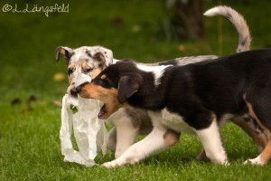 007f32db3fd575ed5df86e4fdc827e64