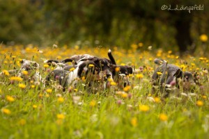 3608173b384675ab8cc4393b151c422a