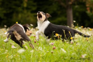 4b461801750dc4df40795f18a859998c