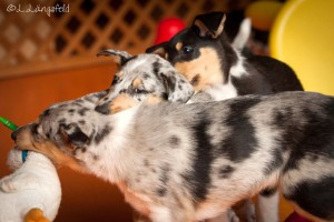 4c9f1ae6036fd8358c32f22716c37ae5