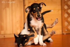 4f7ba3d8ff8dc360c0171f08e5035ad0