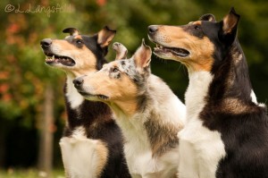 82952d4231d908ebe9609dc77586215a