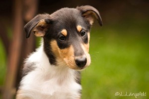 8a95f2a41177fe1c9f224cb8e016ab3f