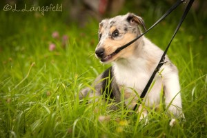 8abe01130e0406cf75527b8cf51a2e54