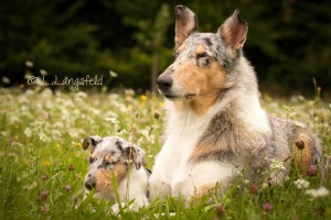 b64854e454c9641ff593c0dde7b955a6