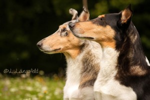 b92041a3623c09bfff3ee5288cdbe704