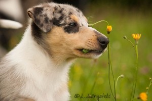 c675f359c491ce6661a91fb7fac7790f